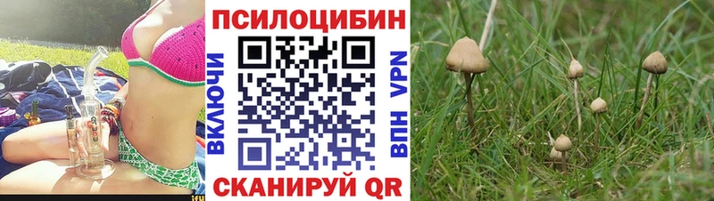 как найти Терек Галлюциногенные грибы мицелий